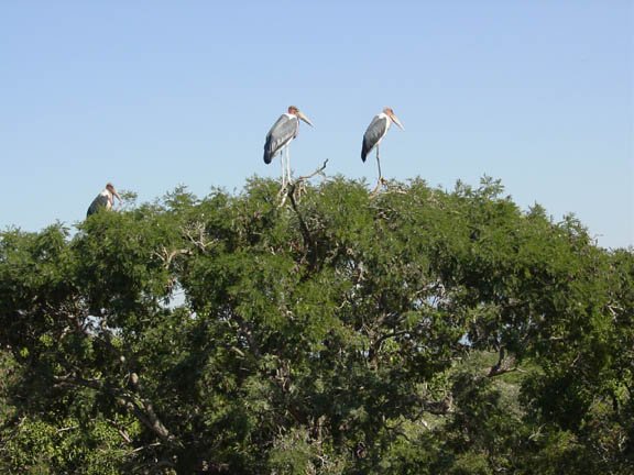 mariboostorks.jpg