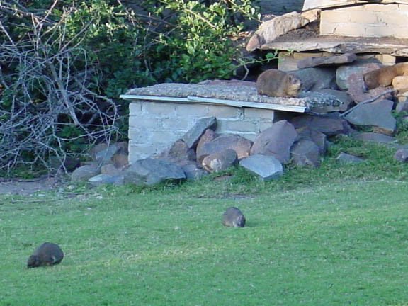 rockdossiesakahyrax.jpg