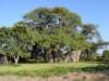 sunlandbaobabtree_small.jpg