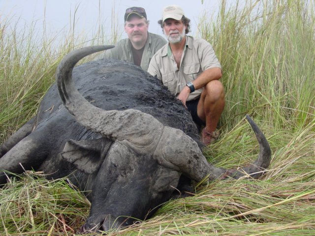 trophycapebuffalo.jpg