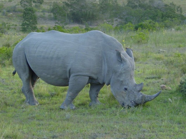 whiterhino.jpg