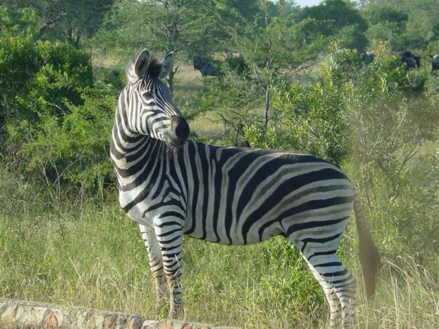 zebra.jpg