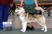 Asik took 1st place in the Bred By Exhibor class at 9 months of age! Her show career is just starting.