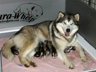 Asik with her 8 puppies shortly after their birth.