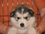 M1, dark blue, head shot @ 5 weeks