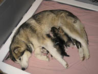 Asik feeding her pups at 1 week of age.