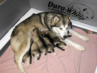 Asik feeding her pups at 2 weeks of age.