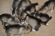 Puppies eating at 3.5 weeks of age.