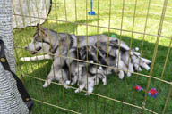 Puppies eating at 4.5 weeks of age.