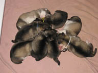 Puppy pile at 1 week of age.