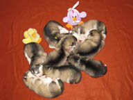 Puppy pile at 2 weeks of age. Happy Easter!