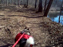Besides fresh air, you get to enjoy the beautiful scenery with your dog