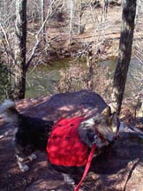 Comet hiking along Bull Run VA