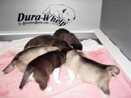 Puppies eating at 4 weeks