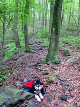 Hiking along the beautiful Appalachian Trail