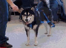 Demonstrating how to put on a harness