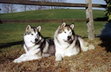 Hope with her daddy Illamar at the 2000 National Specialty