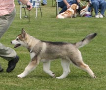 Xarri took Best of Breed and a Puppy Group 2 at this fun match in Burton, OH, on 4 July 2008.