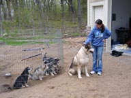 Tekoya and puppies at 8 weeks