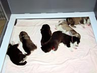 Puppies at 3 weeks