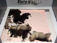 Puppies at 4 weeks