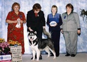 Penny took 4th place in the puppy sweeps at the 2004 National Specialty, even buck necked