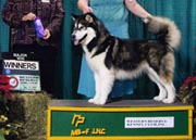 And most recently, she took Winners Bitch for her first major at the Cleveland Crown Classic shows. She now only needs her second major to complete her AKC championship.