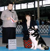 Penny took Best of Winners for her first two points at 6 months and 3 days old - her first time in the show ring