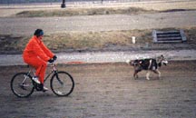 Running a single dog on a bike