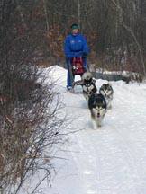 Penny and Asik learning from an experienced lead dog, Atka